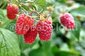 raspberry bush Image